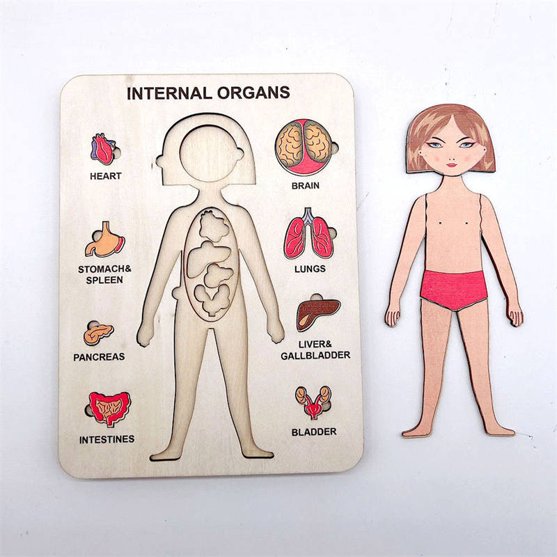 Wood Human Body Puzzles Toy Anatomy Play Set for Early Education Development-Girl2