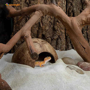 Natural Coconut Reptile Hideouts Lizard Spider Fish Hide Cave-Polished