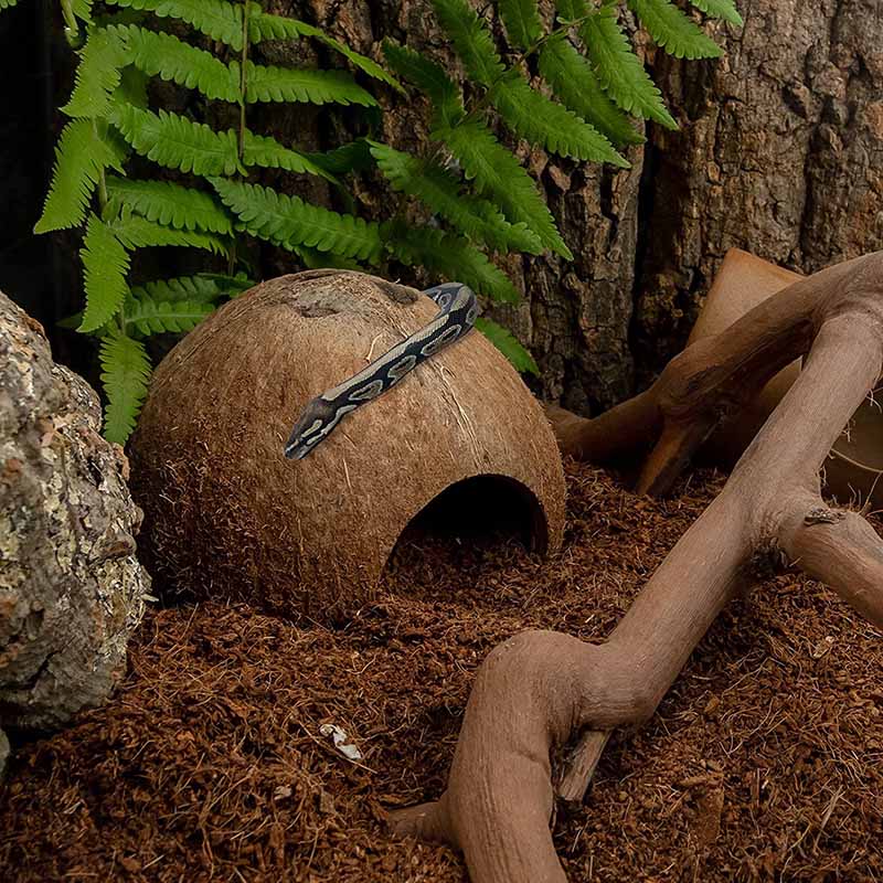 Natural Coconut Reptile Hideouts Lizard Spider Fish Hide Cave-Unpolished