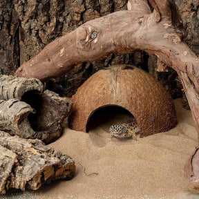 Natural Coconut Reptile Hideouts Lizard Spider Fish Hide Cave-Unpolished