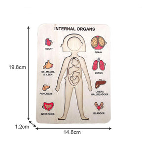 Wood Human Body Puzzles Toy Anatomy Play Set for Early Education Development-Girl2