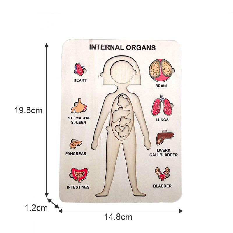 Wood Human Body Puzzles Toy Anatomy Play Set for Early Education Development-Girl2