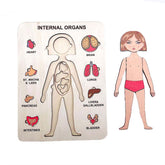 Wood Human Body Puzzles Toy Anatomy Play Set for Early Education Development-Girl2