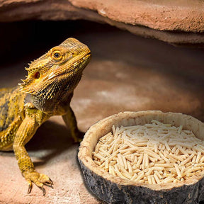 2 Pack Natural Resin Reptile Food Bowl for Lizards