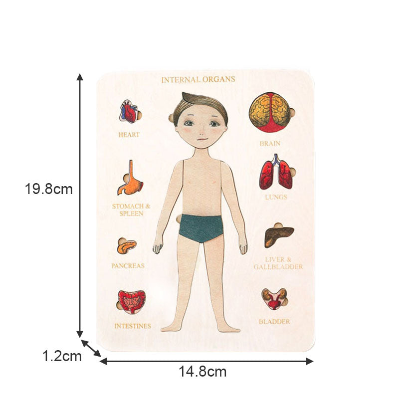 Wood Human Body Puzzles Toy Anatomy Play Set for Early Education Development-Boy1